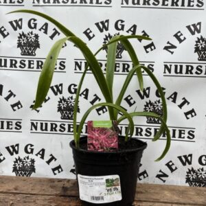 Nerine Bowdenii