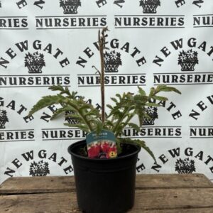Papaver Red Rumble