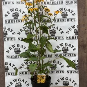 Rudbeckia Goldsturm