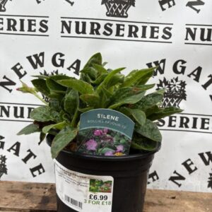 Silene Rollies Favourite c3