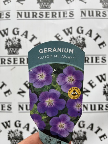 Geranium Bloom Me Away - Image 2
