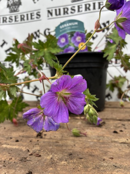 Geranium Bloom Me Away - Image 3