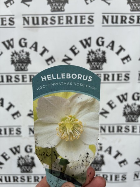 Helleborus Christmas Rose Diva - Image 2