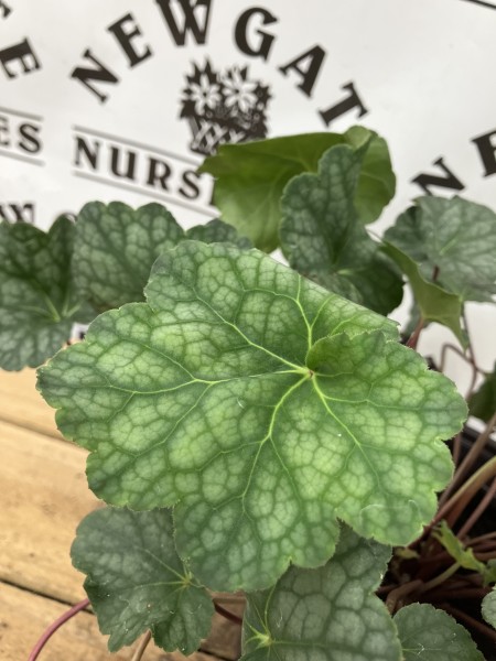 Heuchera Iced Tea - Image 2