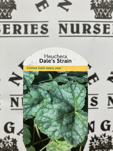 Heuchera Iced Tea - Image 3