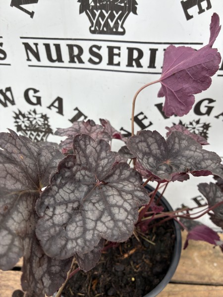Heuchera Velvet Night - Image 2
