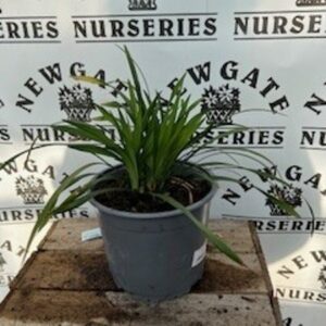 Liriope muscari