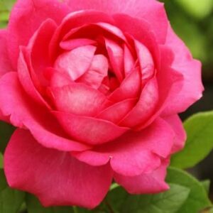 Introduced in 2009, My Annie is loaded with exhibition clusters of bright pink, cup shaped blooms. Her light fragrance is pleasing but not overpowering. My Annie is a versatile rose that performs well as a hedge or in a container and makes wonderful cut flowers for arrangements.
