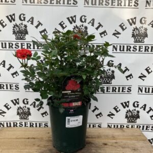 Rose Bush Birthday Wishes