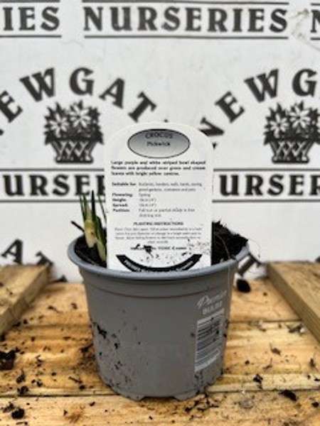 Cocus Pickwick Potted Spring Bulb 1l - Image 2