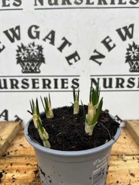Cocus Pickwick Potted Spring Bulb 1l - Image 3