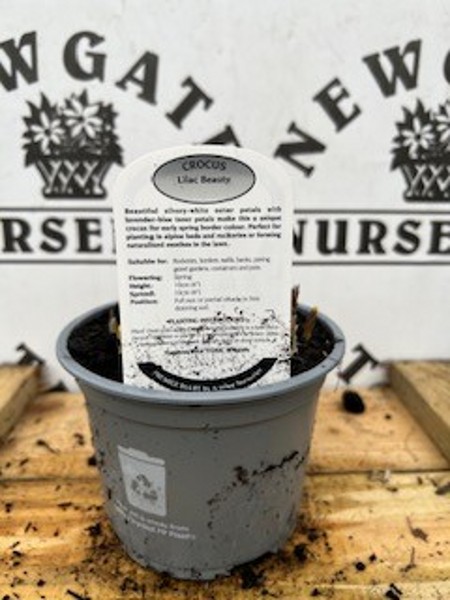 Cocus Lilac Beauty Potted Spring Bulb 1l - Image 2