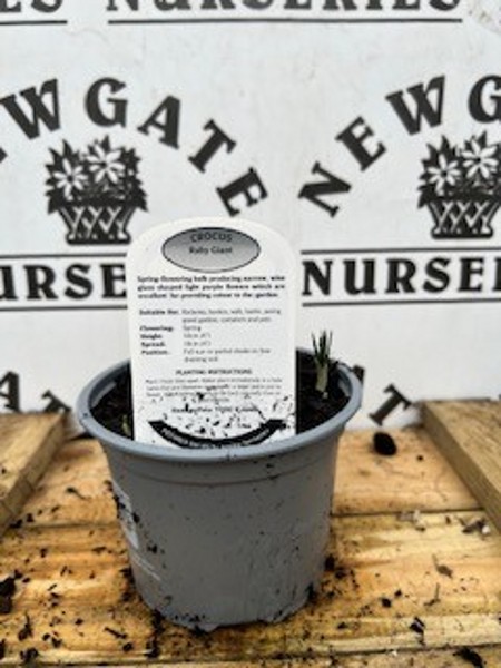 Cocus Ruby Giant Potted Spring Bulb 1l - Image 2