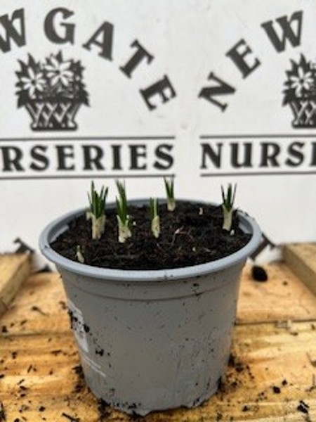 Cocus Ruby Giant Potted Spring Bulb 1l - Image 3