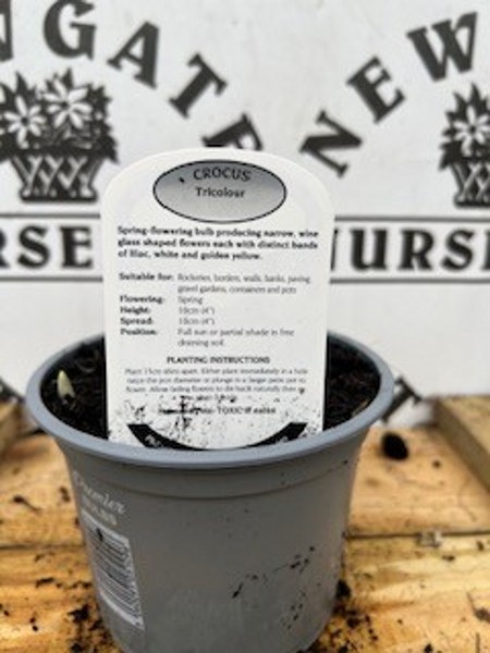 Cocus Tricolour Potted Spring Bulb 1l - Image 2