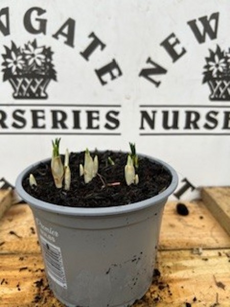 Cocus Tricolour Potted Spring Bulb 1l - Image 3