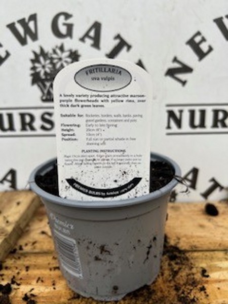 Fritillaria uva Vulpis Potted Spring Bulb 1l - Image 2