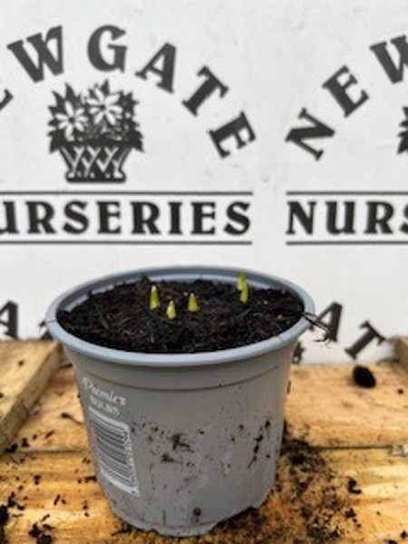 Fritillaria uva Vulpis Potted Spring Bulb 1l - Image 3