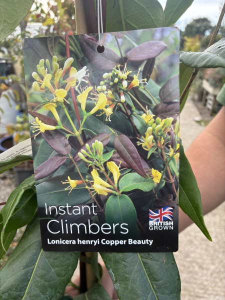 Lonicera hen. Copper Beauty 150-175cm - Image 3
