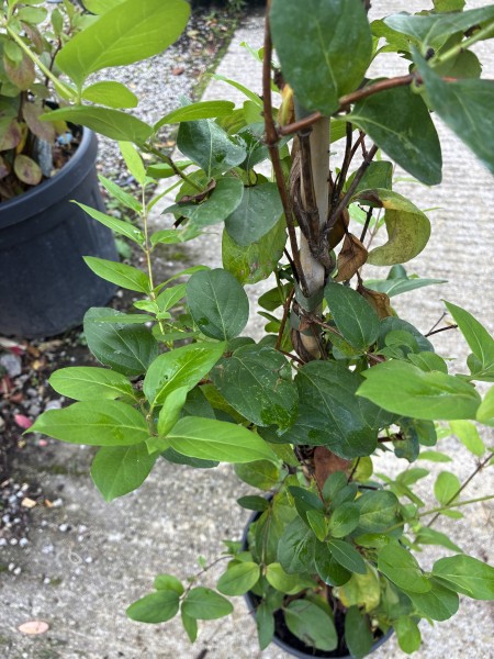 Lonicera Japonica Halliana 150-175cm - Image 2