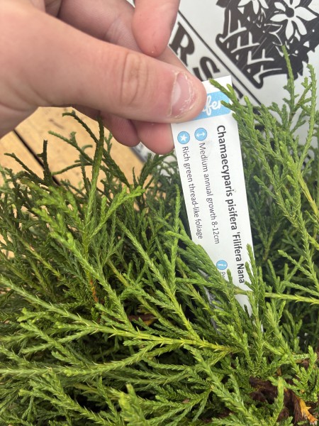 Chamaecyparis Pisifera Filifera Nana c3 - Image 3