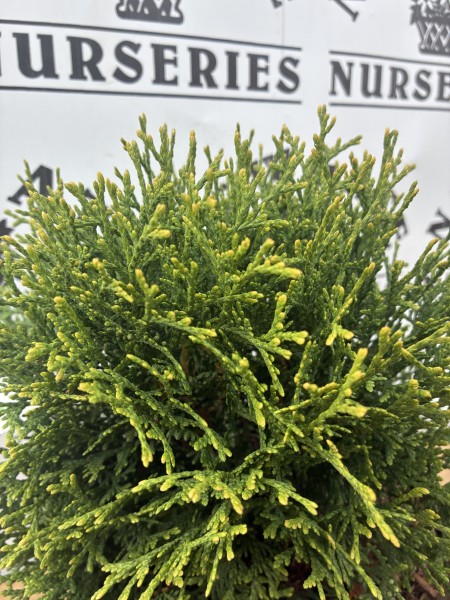 Thuja occ 'Waterfield' - Image 2