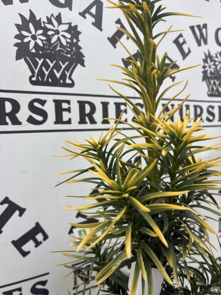 Taxus Baccata Standishi c3 - Image 2