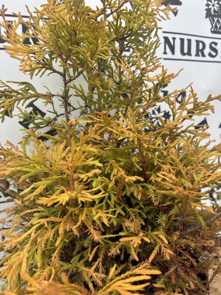 Thuja Occidentalis Rheingold c2 - Image 2