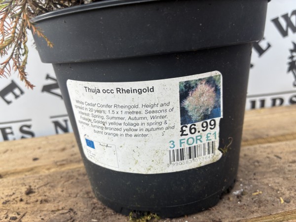 Thuja Occidentalis Rheingold c2 - Image 3