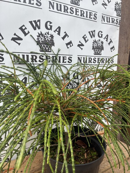 Thuja Plicata Whipcord c3 - Image 2