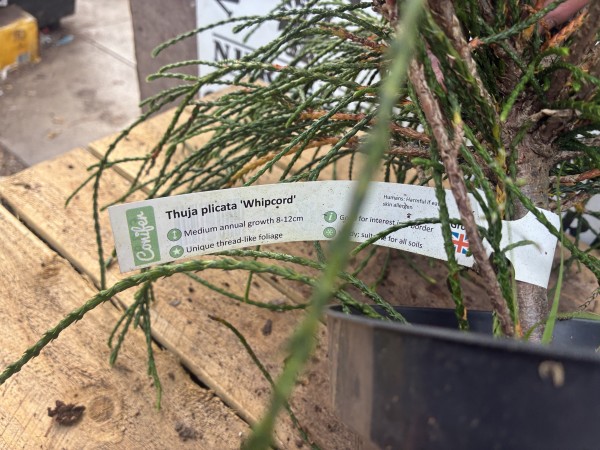 Thuja Plicata Whipcord c3 - Image 3