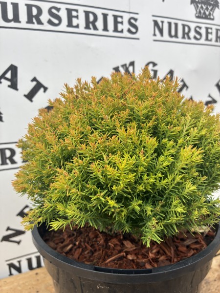 Thuja Occidentalis Anneik c3 - Image 2