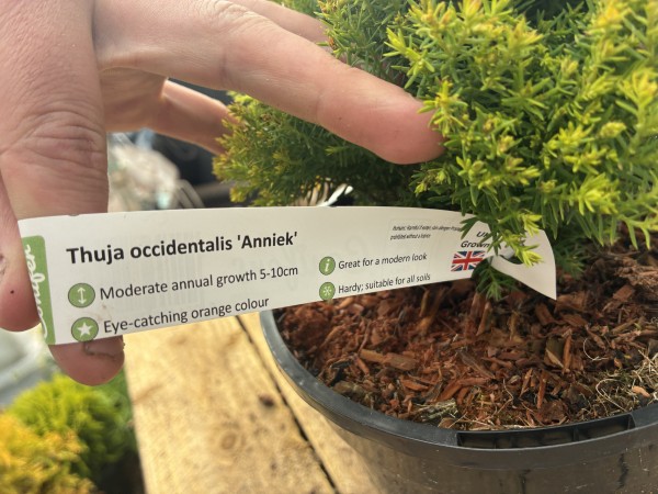 Thuja Occidentalis Anneik c3 - Image 3
