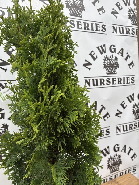 Thuja occ Brobeck's Tower - Image 2