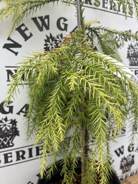 Cryptomeria japonica 'Sekkan - Sugi' c3 - Image 2