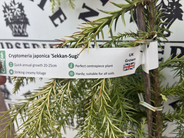 Cryptomeria japonica 'Sekkan - Sugi' c3 - Image 3