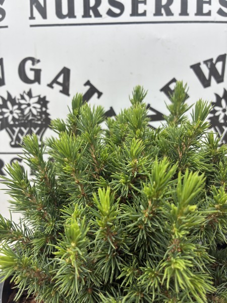 Picea Glauca Lilliput c3 - Image 2