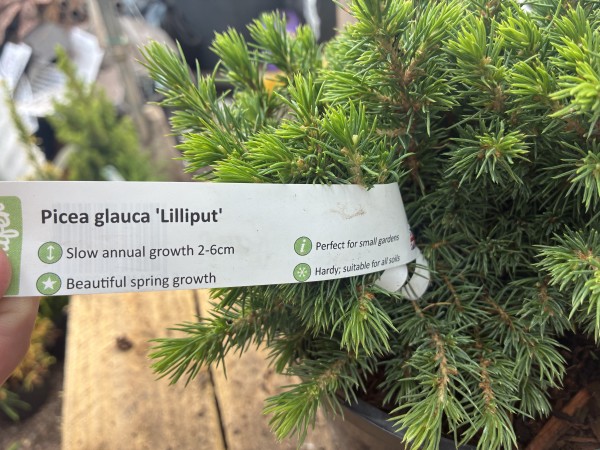 Picea Glauca Lilliput c3 - Image 3