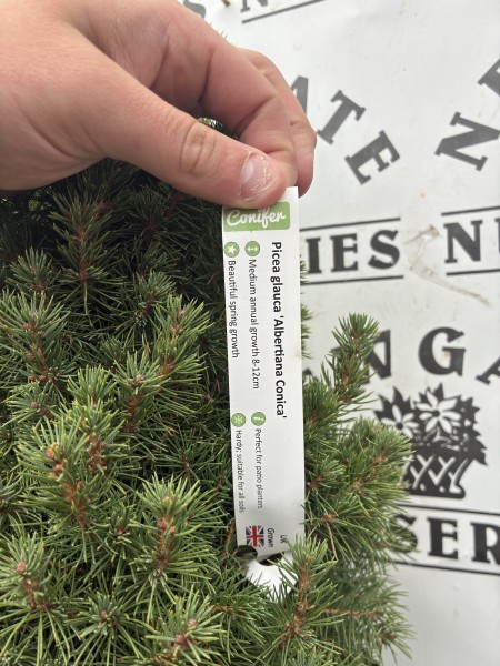 Picea Glauca Albertiana Coni 10L - Image 2