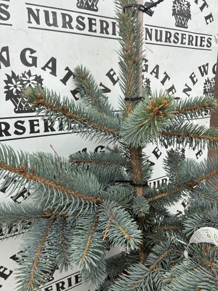 Picea Pungens 'Schovenhorst' - Image 2