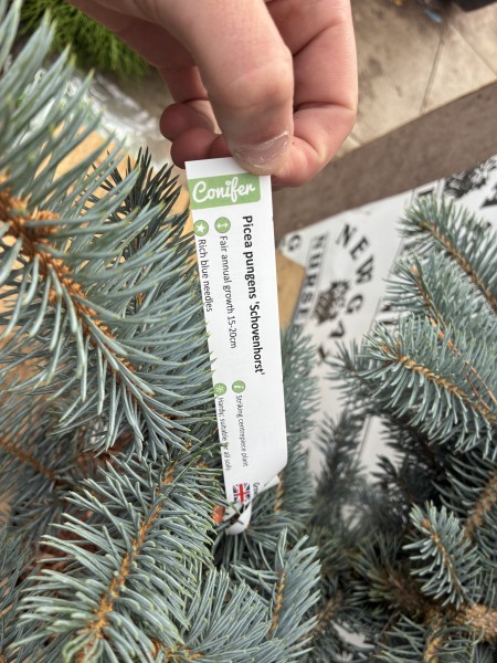 Picea Pungens 'Schovenhorst' - Image 3
