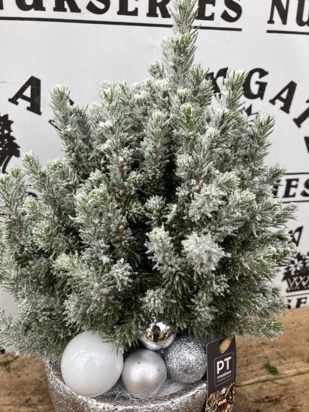 Picea Glauca Perfecta Snow Pot - Image 2