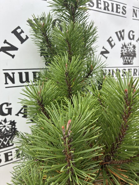 Pinus Mugo Mops 10L - Image 2