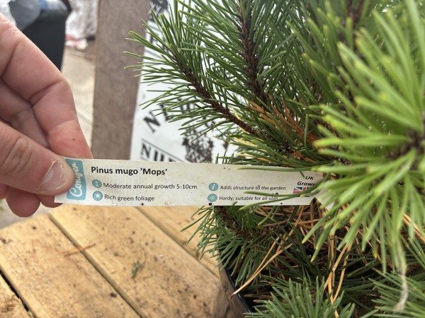 Pinus Mugo Mops 10L - Image 3