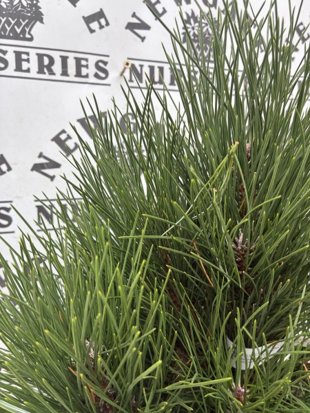 Pinus Nigra Green Tower - Image 2