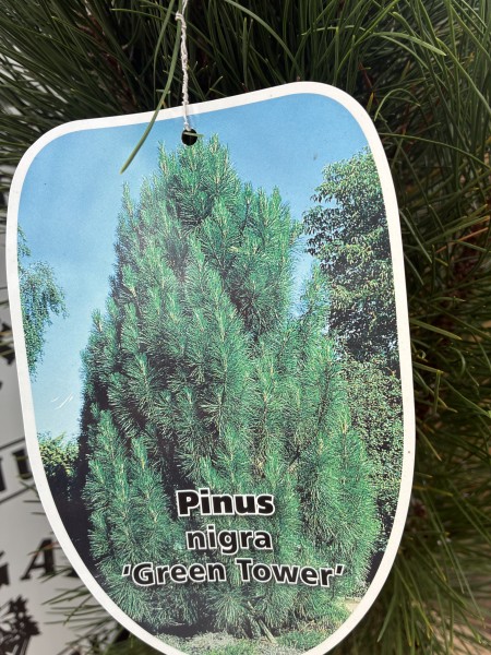 Pinus Nigra Green Tower - Image 3