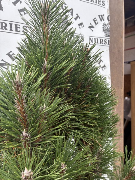 Pinus Nigra Green Rocket - Image 2