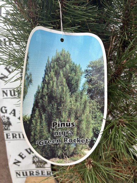 Pinus Nigra Green Rocket - Image 3