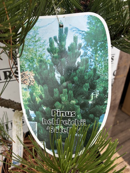 Pinus Heldreichii Satellit - Image 3