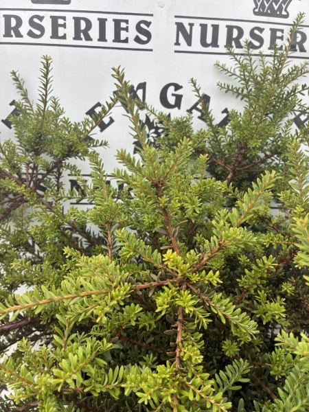 Podocarpus 'Red Embers' C5 - Image 2
